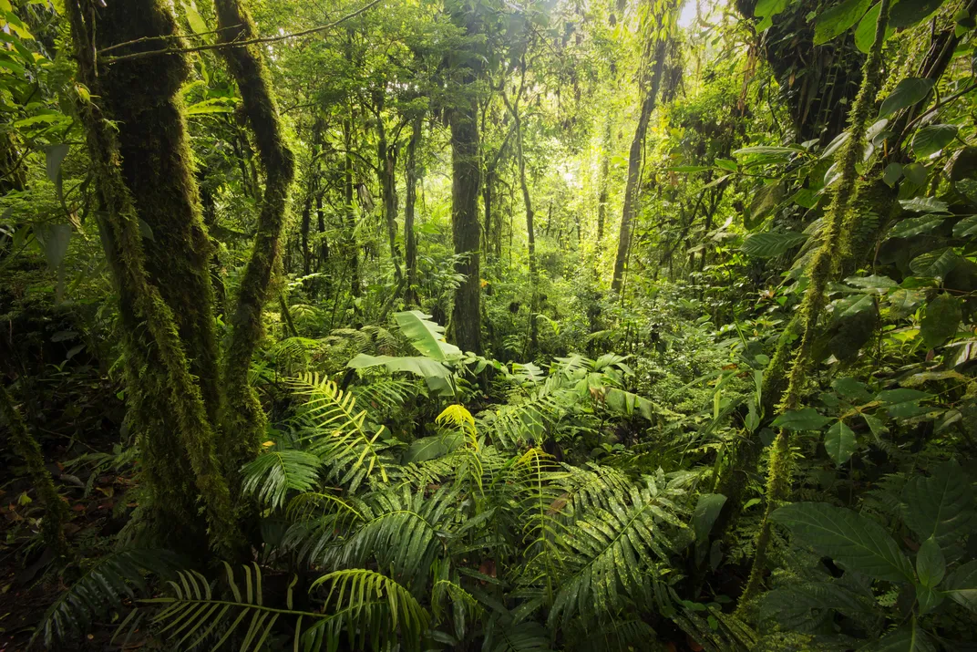 The luscious cloud forest from the forest floor