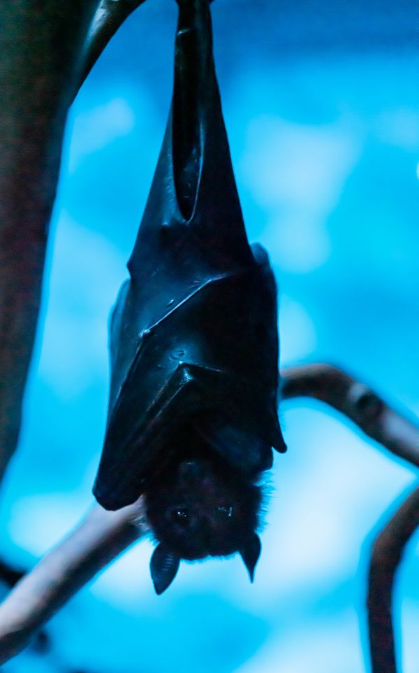 Australian Bat thumbnail