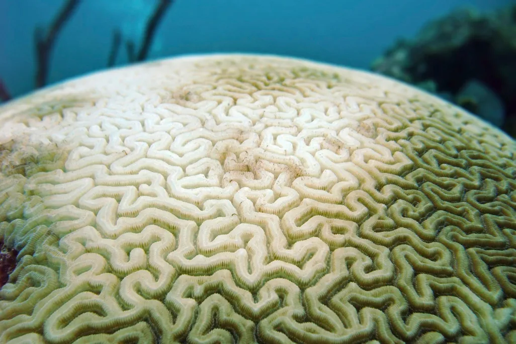 Bleached Coral