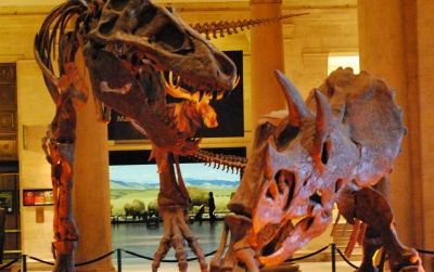 Tyrannosaurus faces off against Triceratops at the Natural History Museum of Los Angeles. Some early 20th century paleontologists thought the size and weapons of these creatures indicated that dinosaurs were degenerates due for extinction.