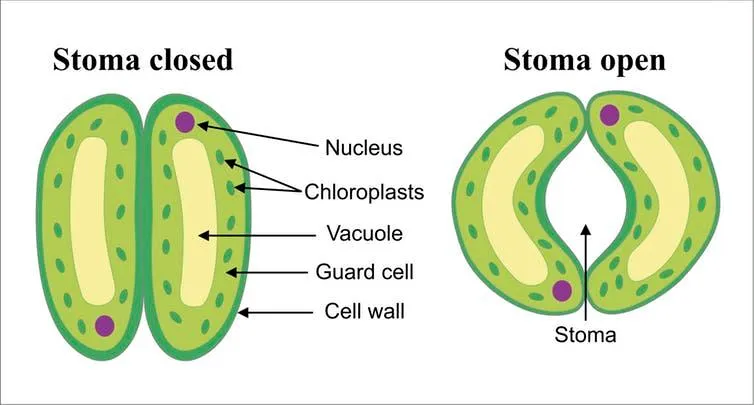 Stomata are little pores on the plant’s surface that can open and close.