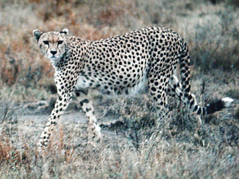 Pregnant cheetah in Tanzania Smithsonian Photo Contest Smithsonian