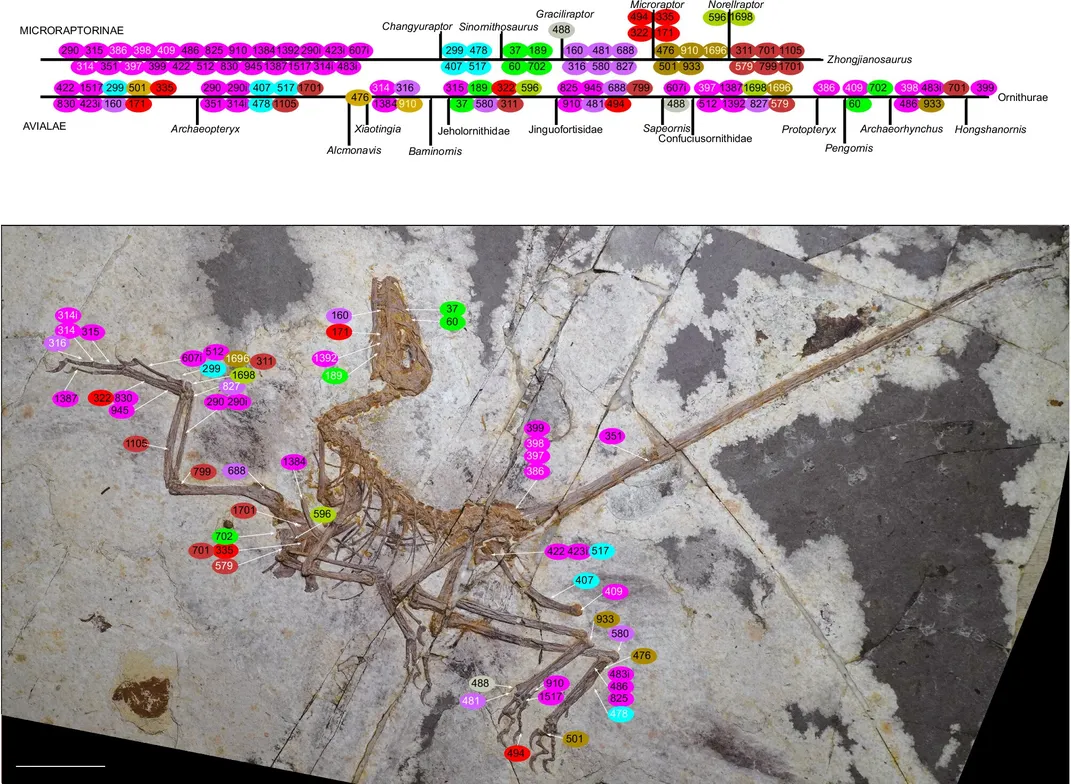 a fossil with above two timelines