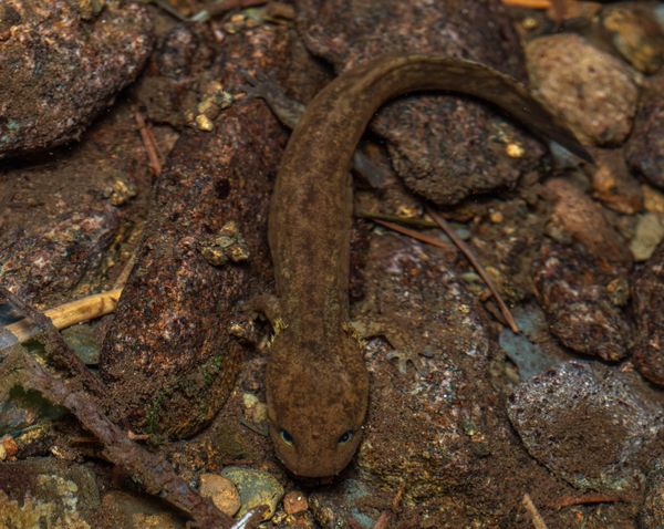A larval coastal giant salamander in its home stream. thumbnail