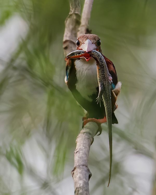 White Throated Kingfisher with Skink Kill thumbnail