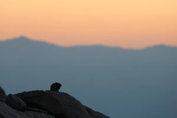 Early Riser thumbnail