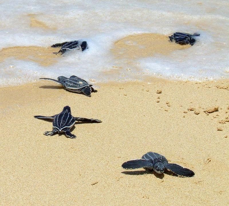 Baby Sea Turtles' Fossilized Tracks Found in South Africa ...