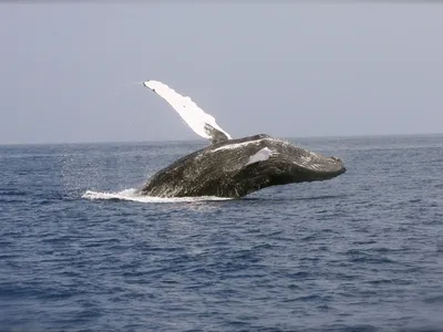 Without enough food, humpback whales become thinner, more susceptible to disease and less likely to reproduce.