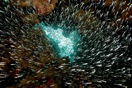 Silverside fish are among the species protected by a new West Coast commercial fishing ban on foraging fish. 