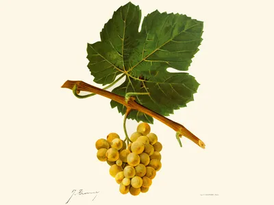 An illustration by J. Troncy of savagnin grapes from Ampelographie: Traite General de Viticulture.