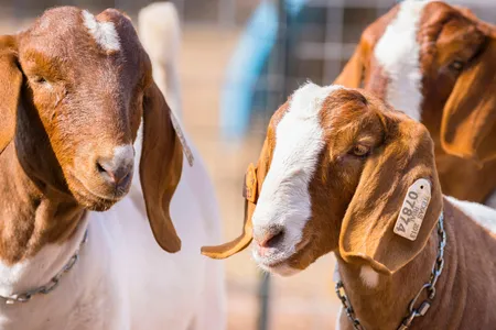 Young boer goats, a meat breed, in Texas