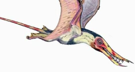 A restoration of the pterosaur Rhamphorhynchus by ДиБгд