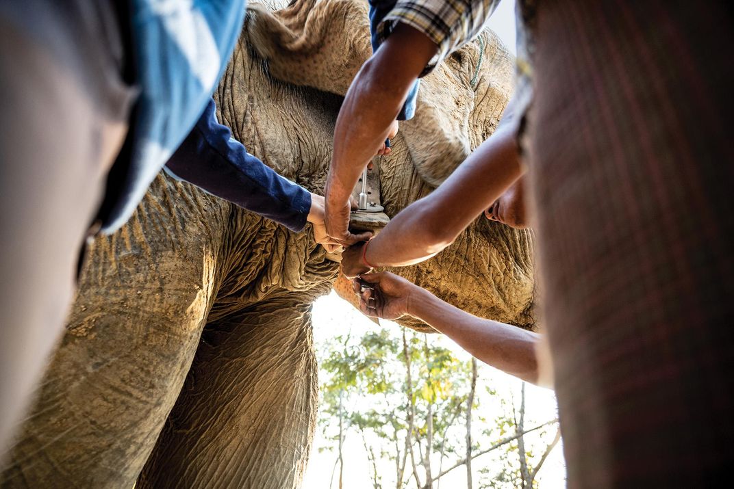 Collaring an elephant