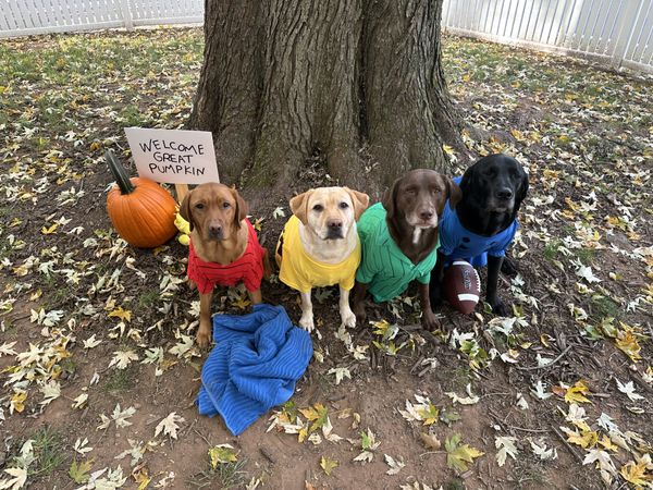 The Great Pumpkin thumbnail