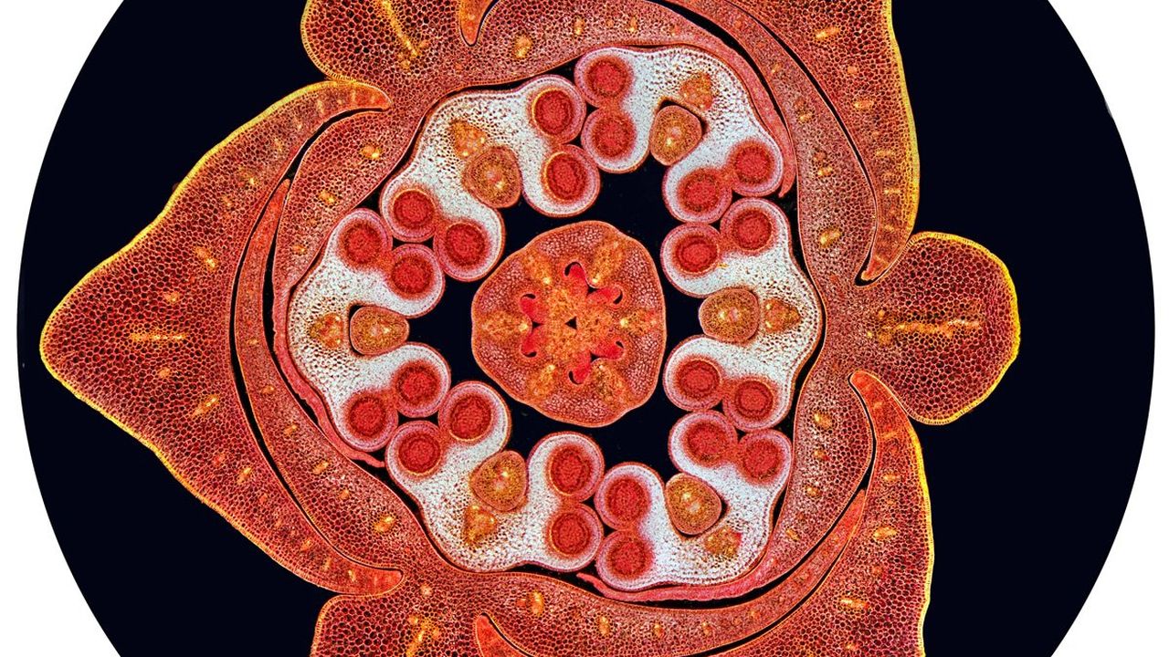 Cross Section Of A Lily