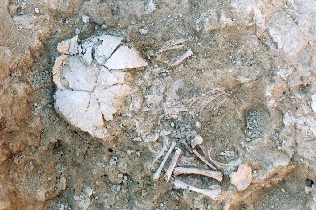 bones of an infant in the ground at an archaeological site