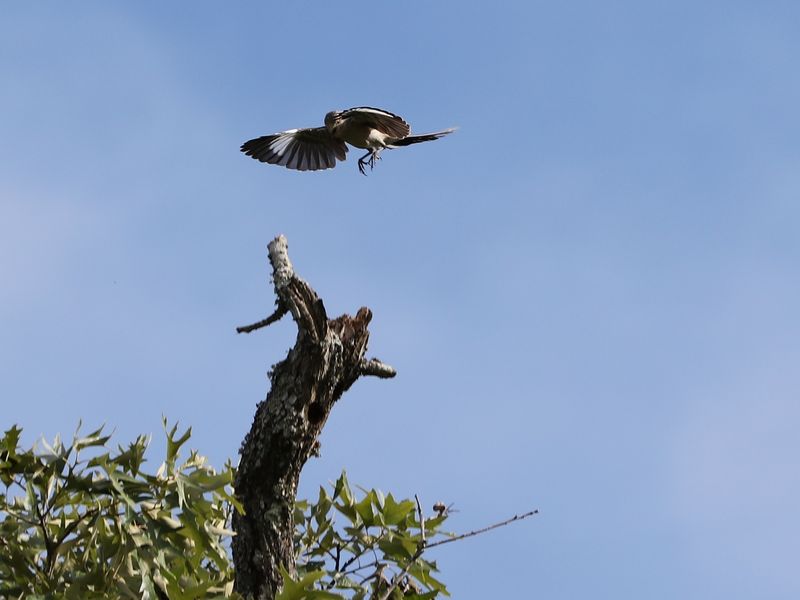 Mockingbird in Flight for His Mate | Smithsonian Photo Contest ...