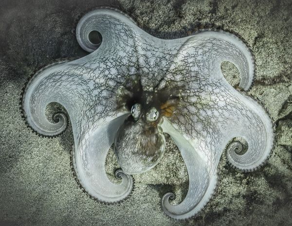 A large octopus displays a pose that might be either defensive or an attempt at camouflage. thumbnail