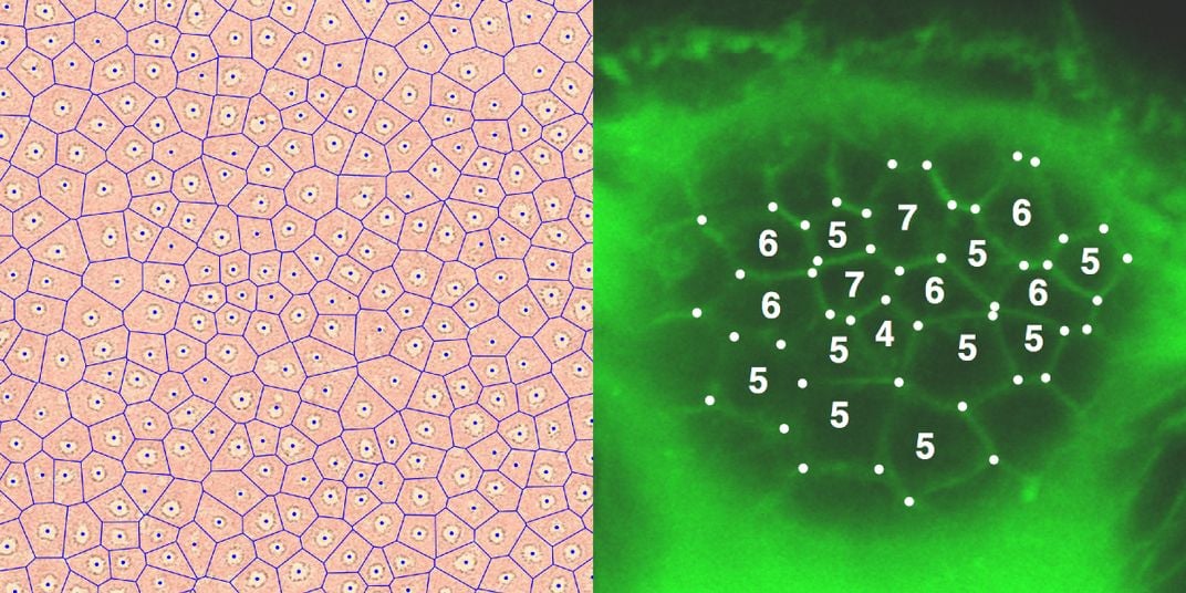 Fairy circles in the Namibian desert (left) and microscopic skin cells (right) by Laura Petersen/OIST