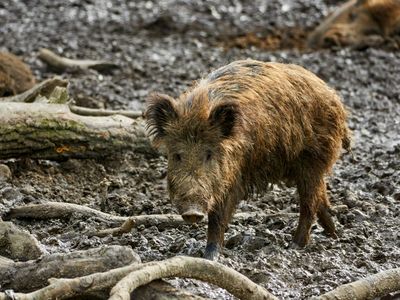 Feral hogs wreak havoc on the ecosystems they invade, and new research suggests they're also contributing to climate change by releasing 1.1 million cars-worth of carbon dioxide every year. 