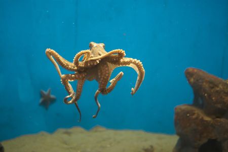 Here an octopus—not Heidi—swims in a tank.