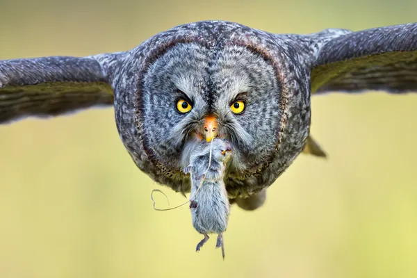 Great Gray Owl Incoming With Gopher thumbnail