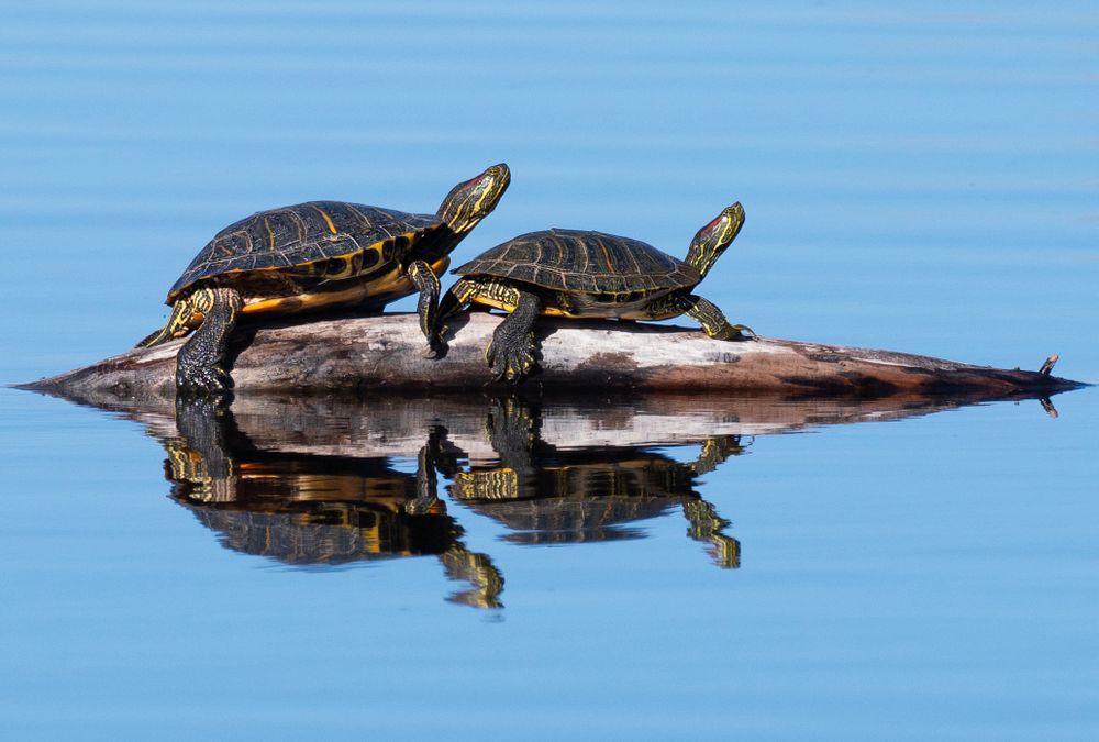 Two Western Painted Turtles hanging out on an exposed log soaking up the suns warmth on a beautiful summer day.