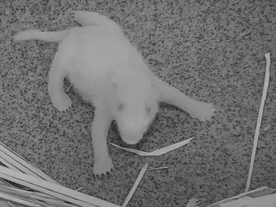 In the first days, Mei Xiang kept the cub mostly hidden, but a new photograph and video recently revealed the new arrival—born at 6:35 on August 21, 2020.