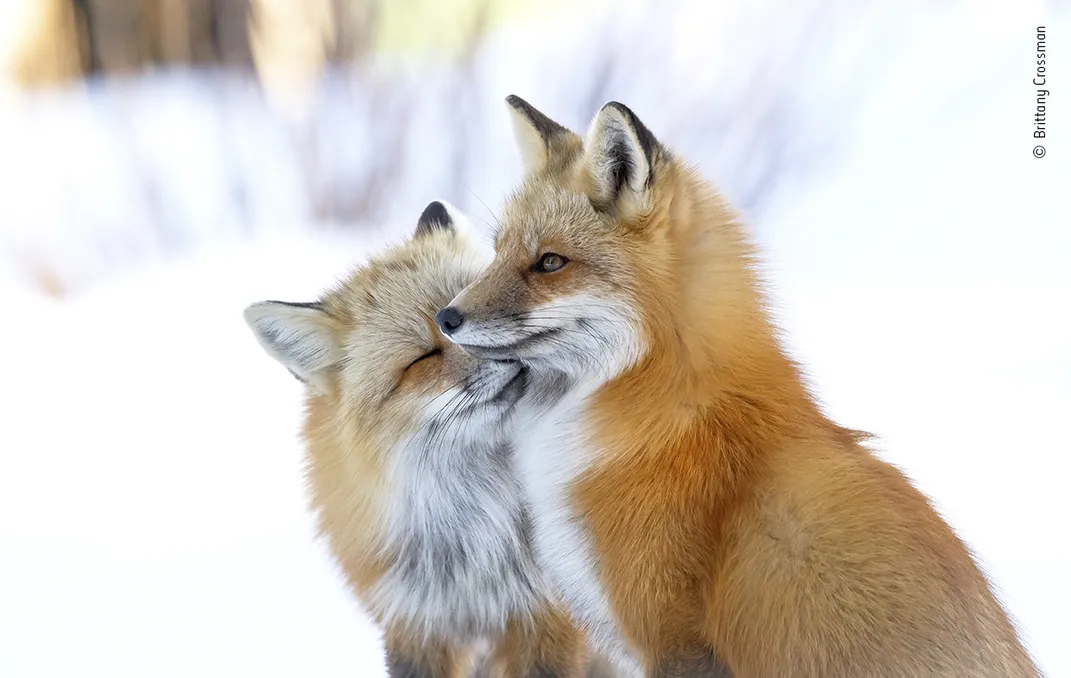 two sitting foxes nuzzle each other