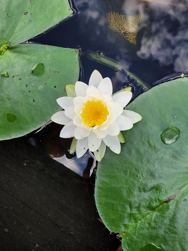 Lotus Flower on the Charles thumbnail