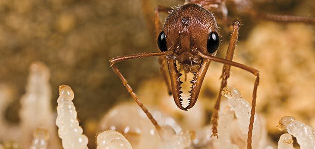 blande ukendt tøjlerne The Hidden World of Ants | Science | Smithsonian Magazine