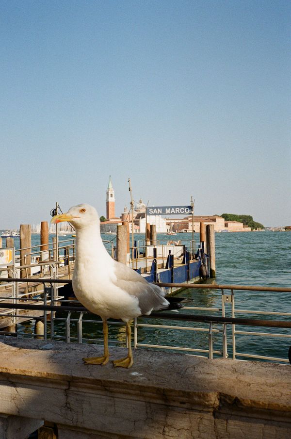 Seagull of San Marco thumbnail