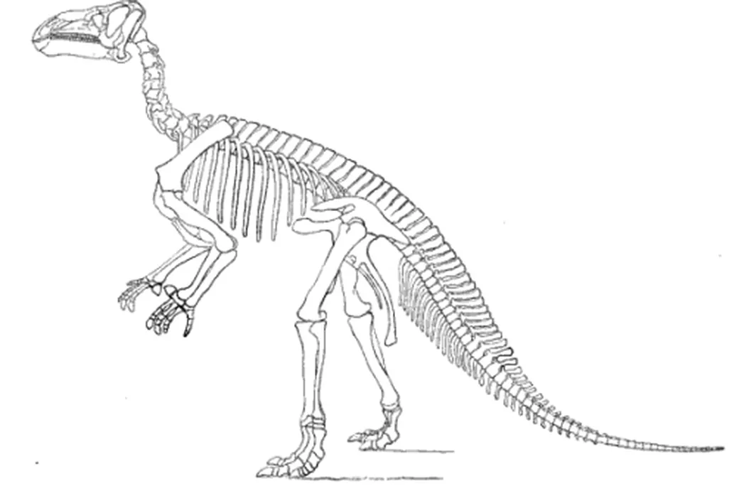 20110520083147iguanodon-skeleton-restoration.jpg