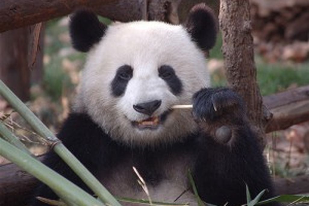 20110520102312panda-300x206.jpg