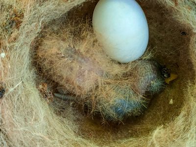 Cover_Newly hatched White-necked Jacobin chick