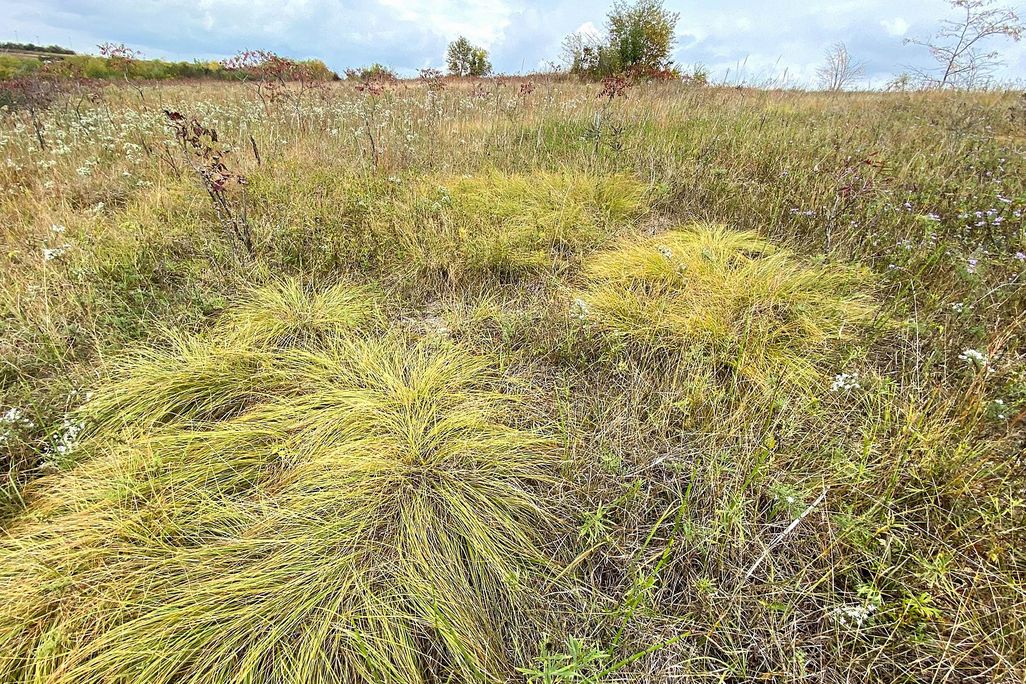 An image of yellow grasses at Bell Bowl Prairie in Rockford, Illinois