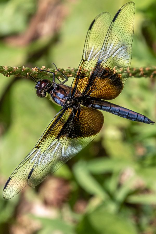 Female Widow Skimmer Dragonfly at Seneca Creek Park thumbnail