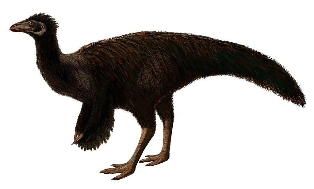 Sinornithomimus dongi