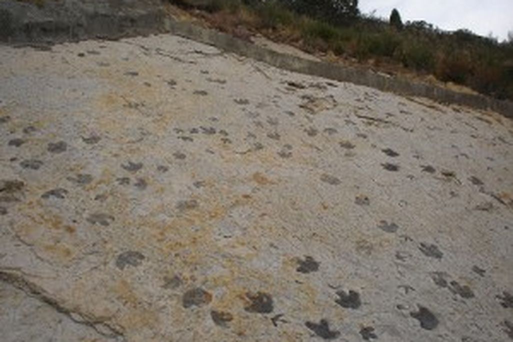 20110520083144dinosaur-ridge-tracks-300x225.jpg