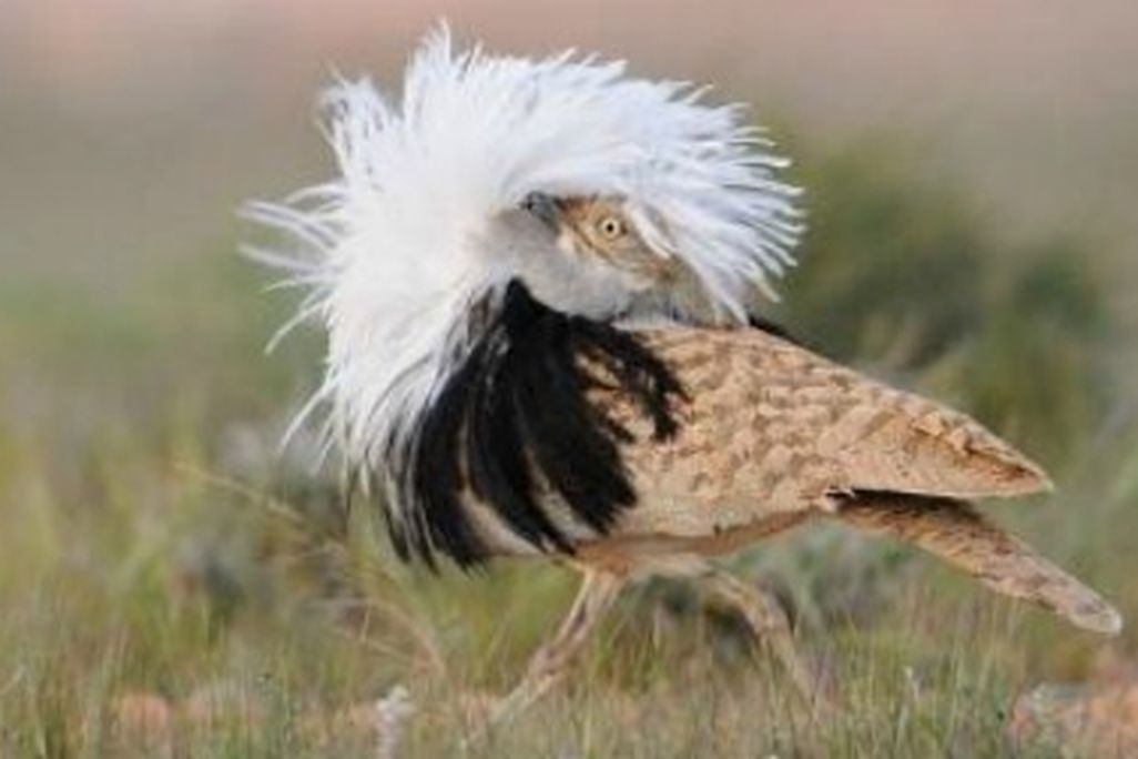 A male houbara bustard displays his feathers to get a female