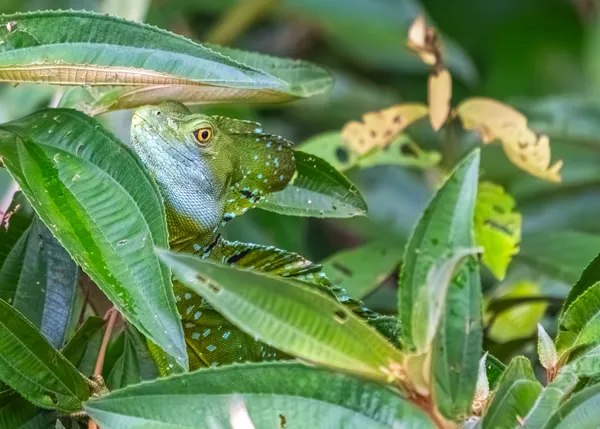 Hiding in Plain Sight thumbnail