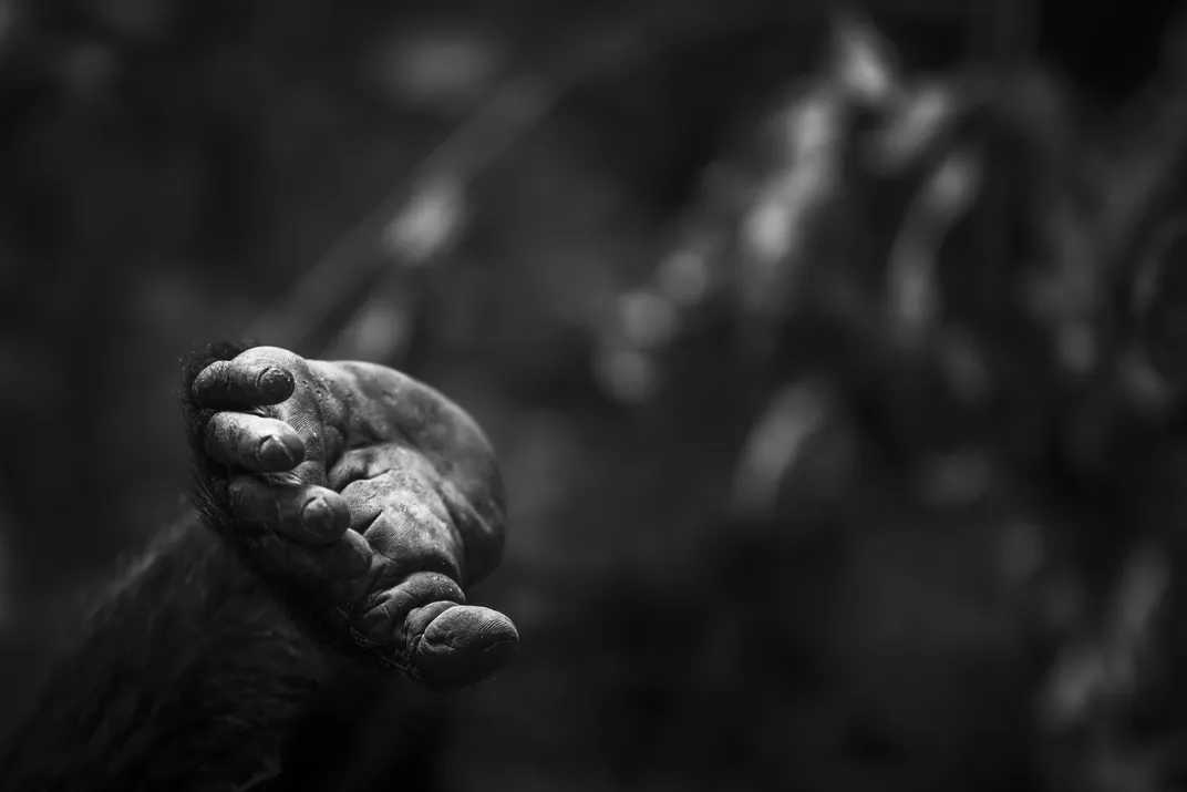 7 - Similar to humans, gorillas have hands with fingernails, hairless palms and opposable thumbs.