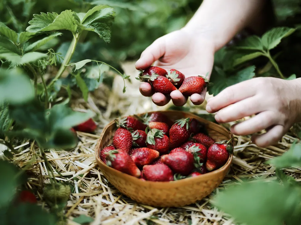 A pair of hands places strawberries in a basket in a strawberry patch