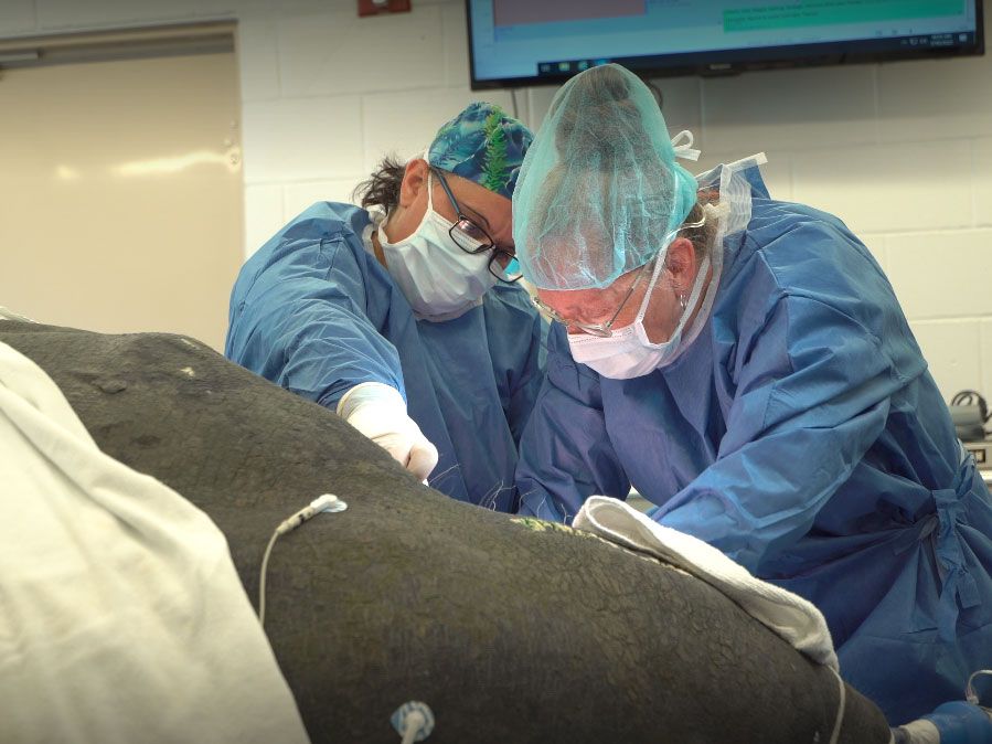 Veterinarians Operate on Manatee