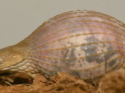 How a Small Snake Can Eat Meals Many Times Larger Than Its Head image