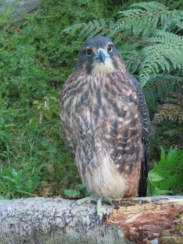 karearea at the Kiwi Birdlife Park thumbnail