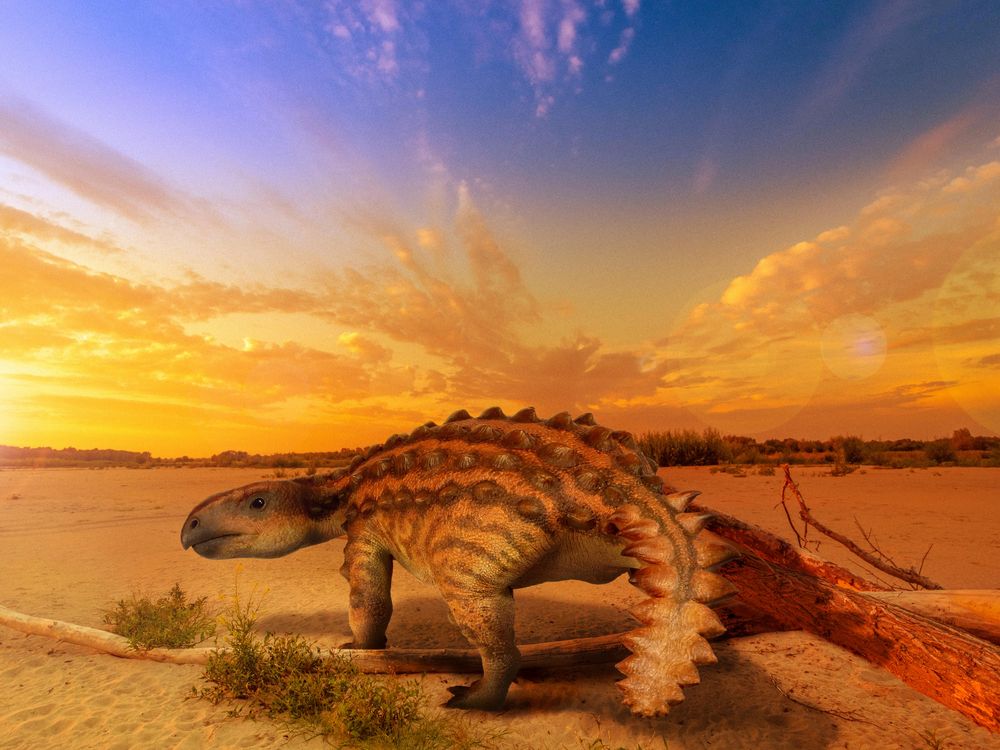 An artist's 3-D rendering of an ankylosaur