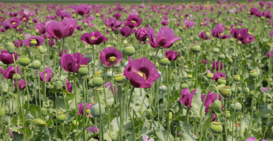 Genome Reveals When Opium Poppy Became Painkiller | Smart News| Smithsonian Magazine