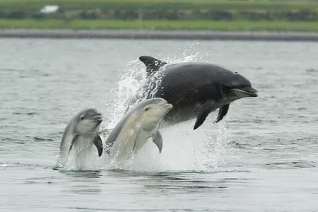 Dolphins and humans both change how they communicate when they&#39;re around babies.