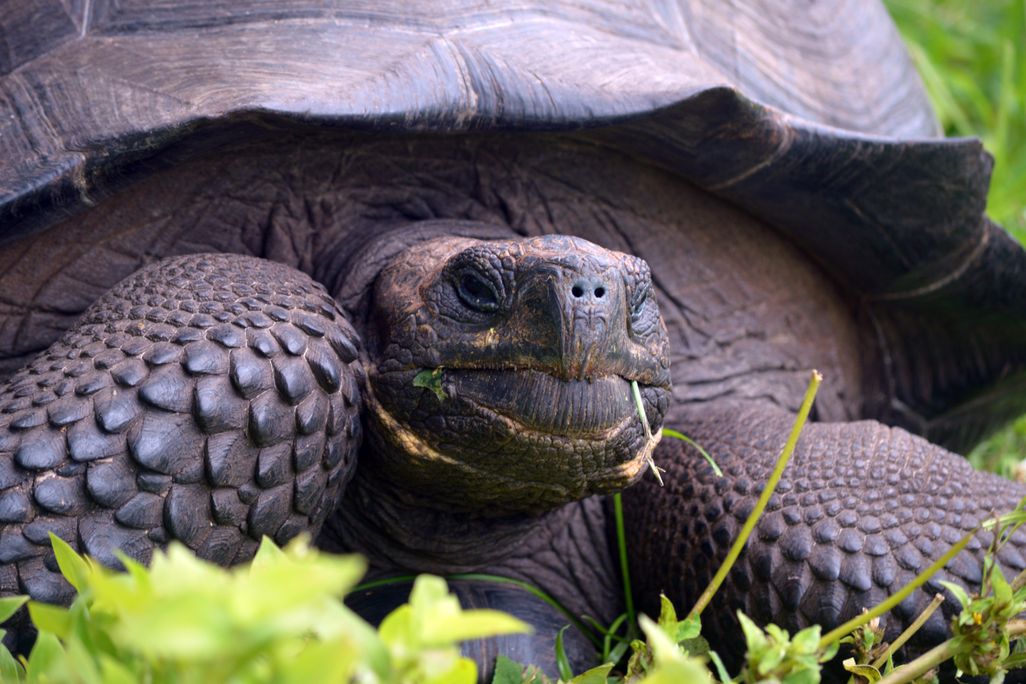 eastern_santa_cruz_tortoise_1.JPG